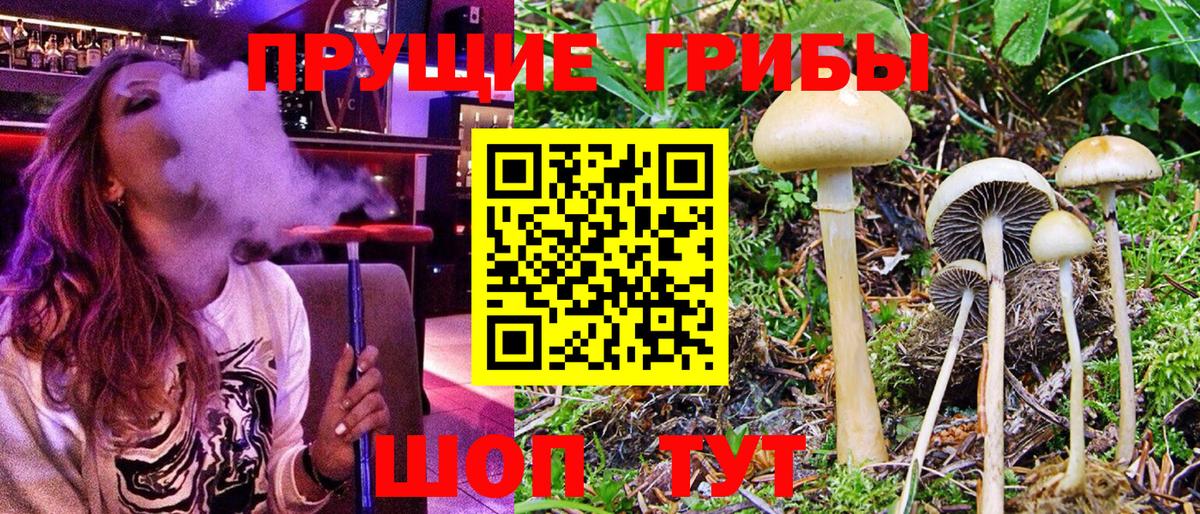 цена   Вход с VPN  Выкса  Псилоцибиновые грибы MAGIC MUSHROOMS 